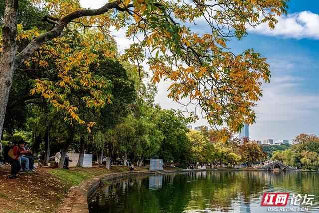 岁暖时刻丨暖冬长沙图鉴：烈士公园，藏不住的诗意光景