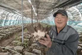 宁阳一村闲置大棚长出羊肚菌，一亩收益超5万图片