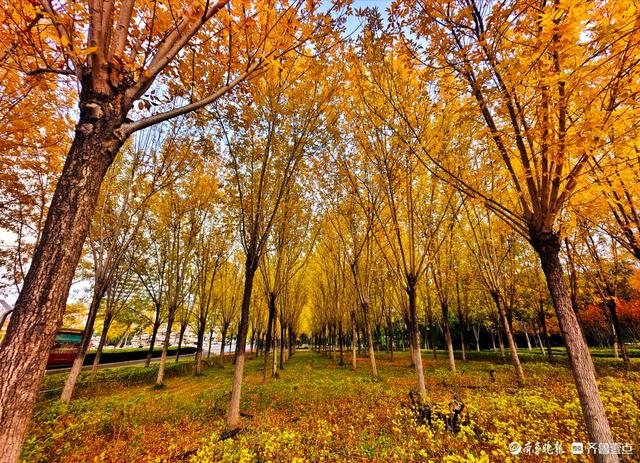 沂河岸边秋景美，抬眸尽是好风光