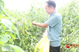 崇信：辣椒熟了 农民乐了图片