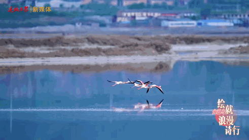 运城九大观鸟胜地邀你共赴冬日童话～