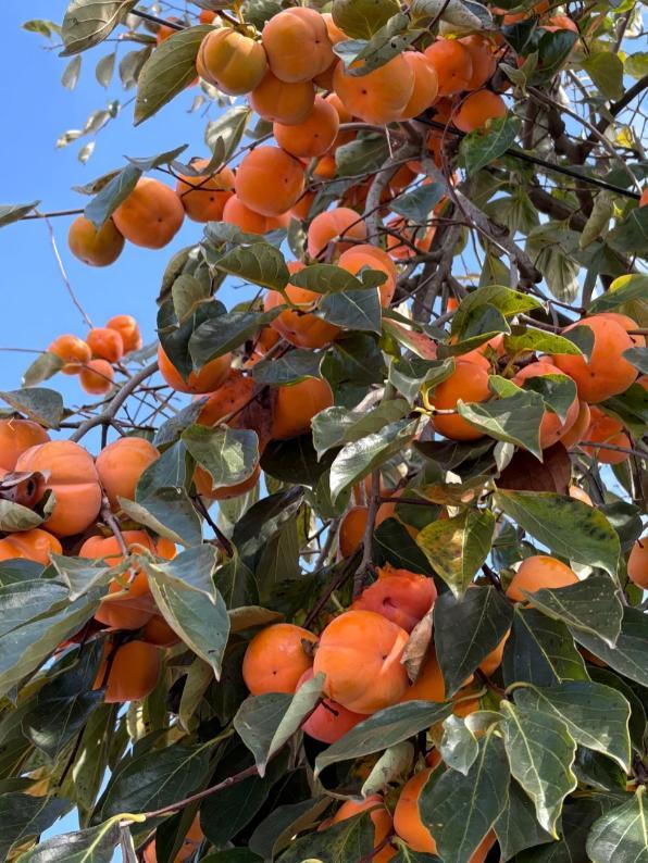 来宿城，寻你“乡”见的秋