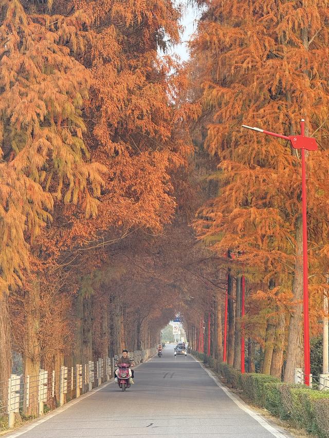 长沙最美水杉大道已上线！来这些地方邂逅初冬限定“水杉红”