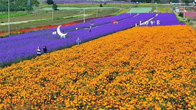 学习强国 | 河北张北：花色斑斓耀山岭
