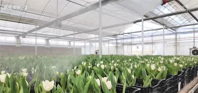 “冰雪游”“乡村游”“赏花游”、非遗巡游个个都精彩 欢天喜地乐享活力中国年