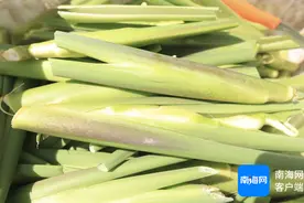 它是蔬菜届的“水中人参”，产自定安，已错峰上市！图片