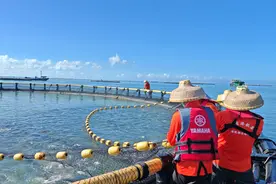 “首捕”告捷！50万斤广东金鲳鱼“游”向全国图片