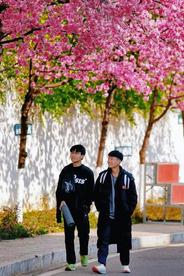 云南的大学有多美！一起来打卡嵩明职教新城樱花盛景