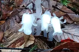 国家近危级珍稀植物，再现广西！图片