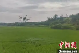 湖南零陵推广植保无人机作业  护航夏粮丰收图片