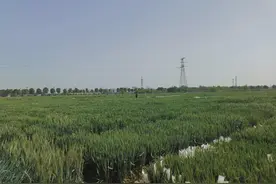 试验农场升起“无人机”图片