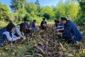 三穗县雪洞镇：白芨种植开辟致富“特色路”图片