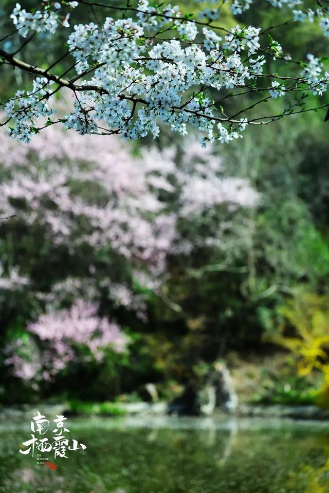 南京两大景区官宣：免费开放