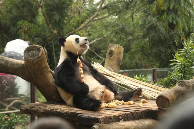 东盟网红漫游海南自贸港采风行：在生态软件园“数”见未来 于定安美食中“醉”享烟火！