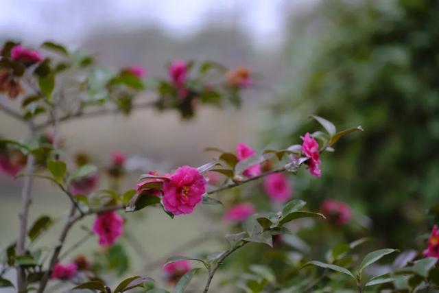 美人梅、茶梅已苏醒！在上海这个公园撞入粉色冬天→