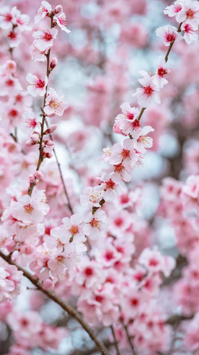 林芝·粉——世界屋脊的桃花源记
