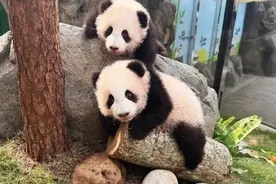 香港海洋公园举行“大熊猫龙凤胎宝宝亮相仪式”图片