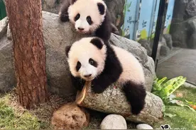 香港海洋公园举行“大熊猫龙凤胎宝宝亮相仪式”图片