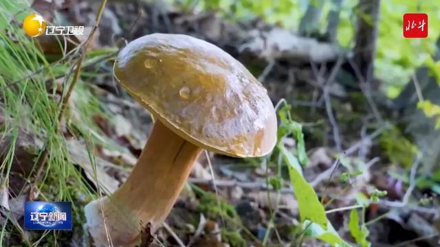 穿山越岭皆成韵，窗外山河次第开