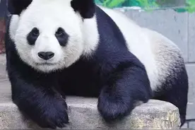 再见！大熊猫“美灵”将离开南昌图片