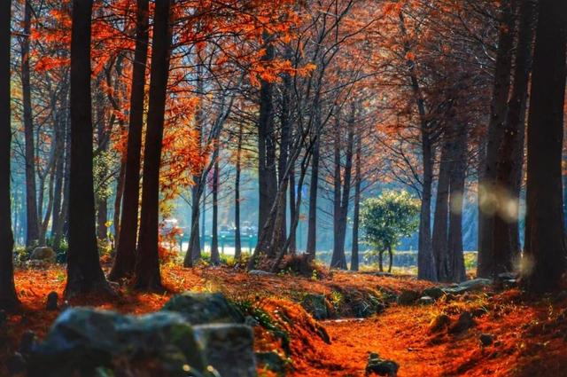 溧水秋天，有点好“骑”~