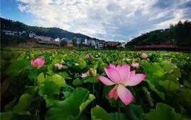 福鼎这里藏着一座“四季画廊”……