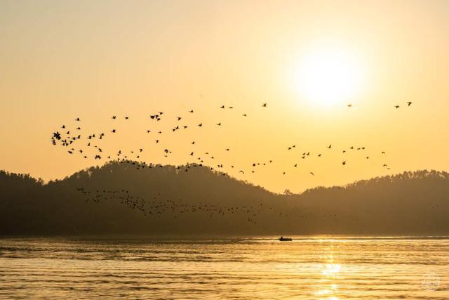 东湖冬日必打卡！观“雪”景、赏秋色、追落日！