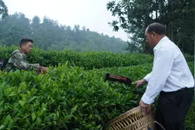 沿河：夏秋茶搭乘东风走出国门图片