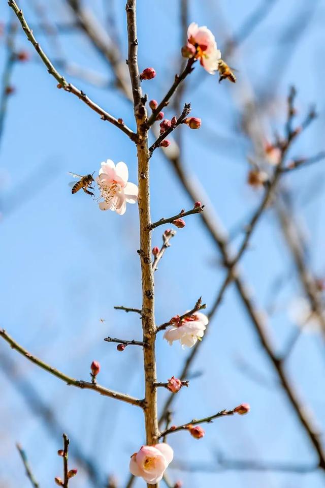 在坪山赴一场“海”的约会