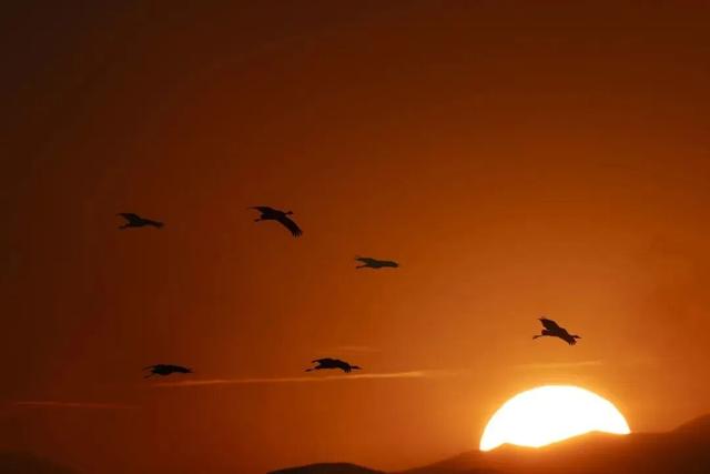 万鸟齐舞！北京这里成“候鸟天堂”，还有专属礼遇——