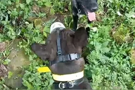 男子养烈犬猎杀保护动物获刑：猎犬属禁猎工具，犬主人要担责图片