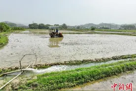 广西启动农业重大自然灾害（干旱）Ⅳ级应急响应 全力抗旱保春耕图片