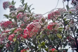 立春瑞雪兆丰年！广东赏雪就上金子山图片