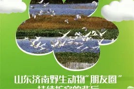 山东济南野生动物“朋友圈”持续扩容的背后图片