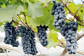 葡萄采摘正当时！周末来麻涌开启一场甜蜜的采摘之旅→图片