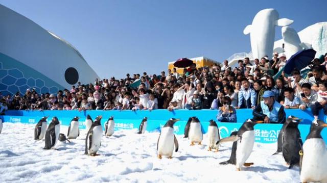 哈尔滨极地公园最大规模“淘学企鹅冰雪巡游”11月15日全城开启