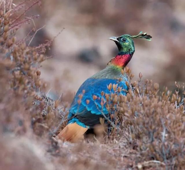 科考旅行｜秘境山南生态考察报名