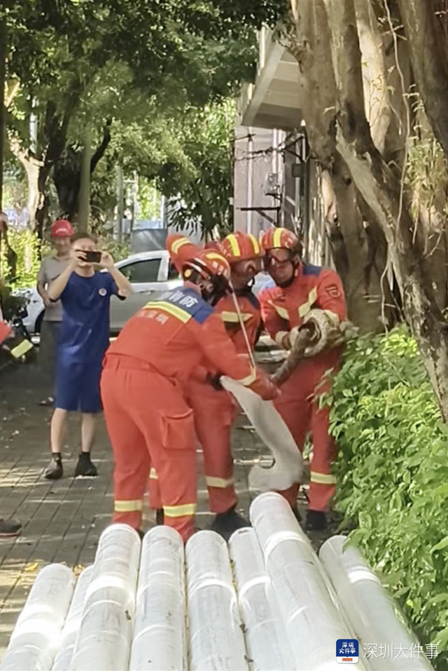 深圳一路边大树上惊现2米长大蟒蛇！