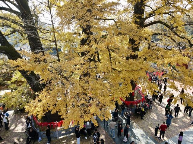 鲁山千年银杏“披金甲” 金秋盛景引客来