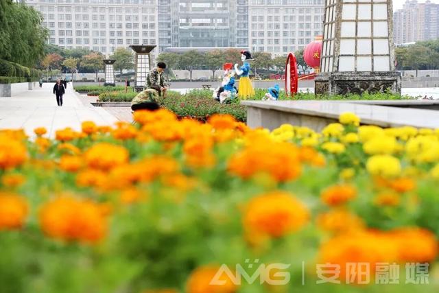 安阳市第32届菊花展开幕！持续到11月中下旬