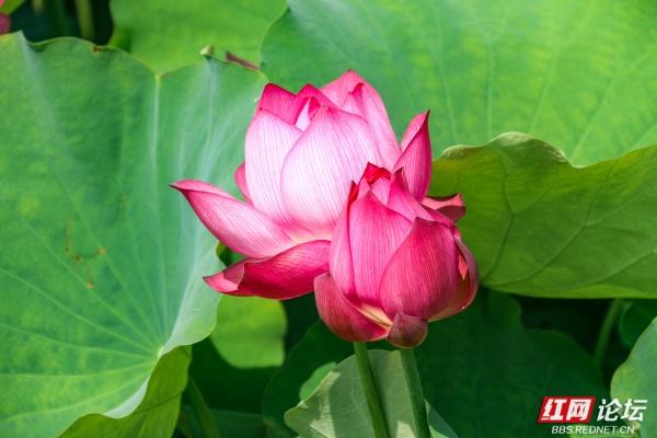 湘南荷韵永州情：那一池乡愁刻进骨子里