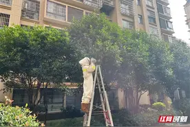 护航高“蜂”季！雨花消防来支招图片