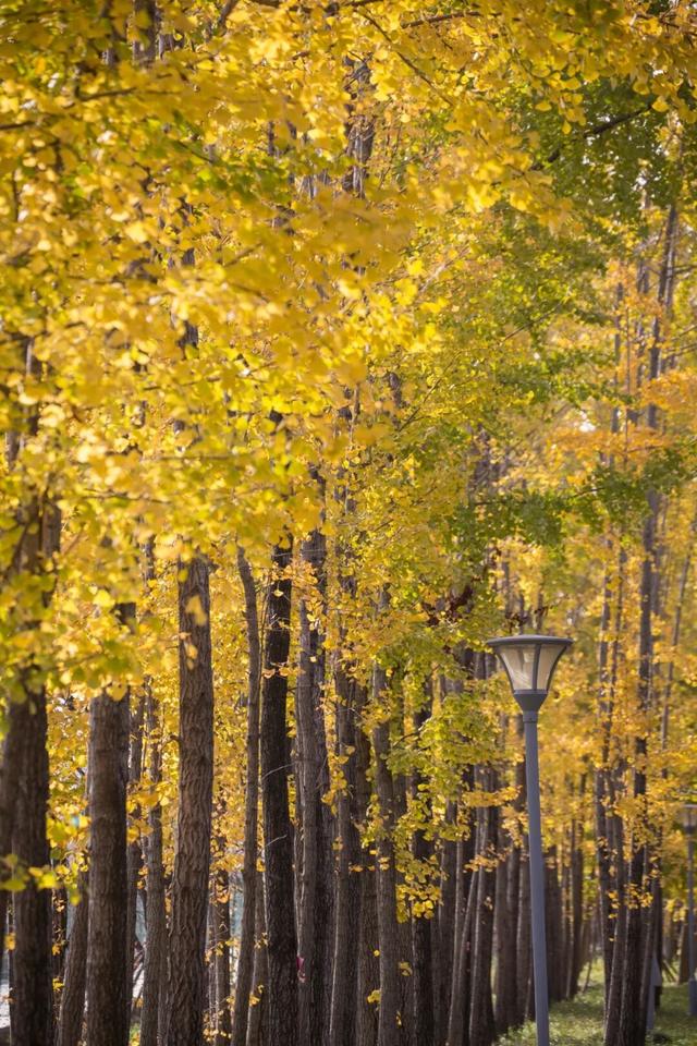 长宁最全银杏打卡点来啦，还有“宁宁”的私藏点位哦～【看“宁”的】