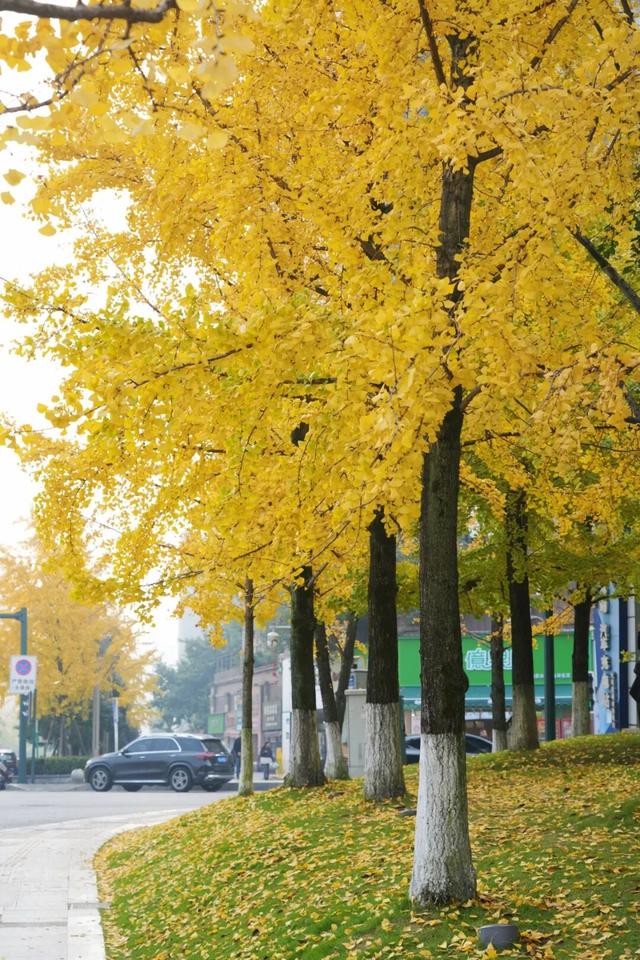 宜宾，含“金”量超高！