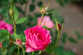 南国学堂·萌新闻 | 为什么要把种子送上太空图片