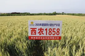 一高两抗三优！西农1858小麦新品种正式上市推广图片
