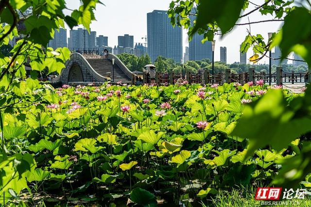 荷韵长沙 | 月湖荷花绽放，惊艳一城夏日