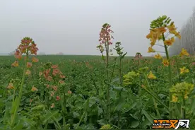 石首市小河口镇：油菜花开春意浓 田园风光迎客来图片