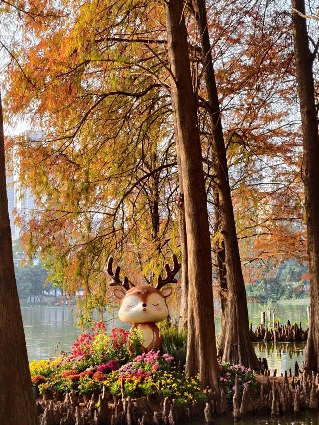 未来一个月，深圳人都往洪湖公园跑！