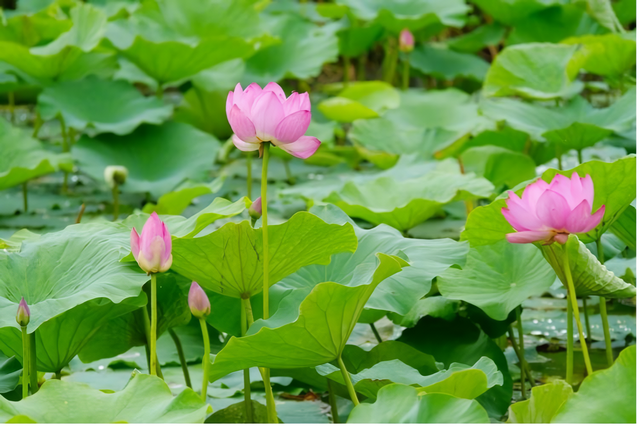 荷香四溢，共赏北京河湖之美